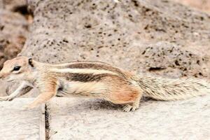 a squirrel is walking on a stone ledge photo