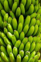 un manojo de verde bananas son colgando desde un árbol foto