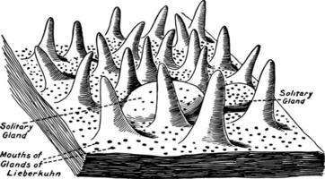 mucoso membrana de el pequeño intestino, Clásico ilustración. vector