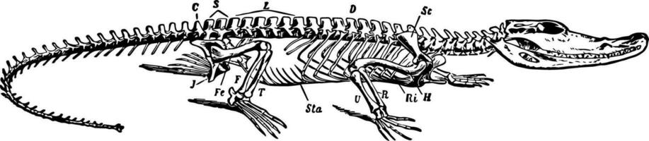 Crocodile Skeleton, vintage illustration vector