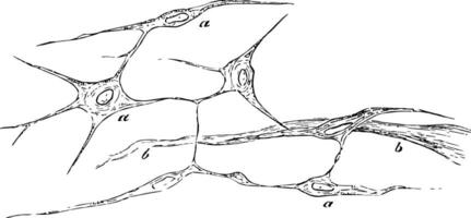 Tissue Growth of the Uterus, vintage illustration. vector