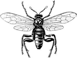 americano mosca sierra, Clásico ilustración. vector