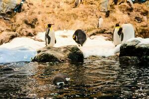 penguins swimming in the water at the zoo photo