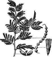 Acacia vintage illustration. vector