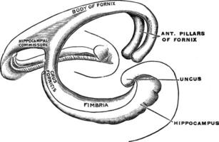 Fornix, vintage illustration vector