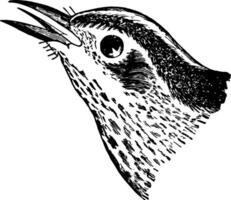 Black and White Creeping Warbler, vintage illustration. vector