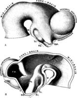 Brain of Embryo, vintage illustration. vector