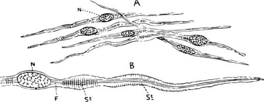 Unstriped Muscle of a Newt, vintage illustration vector