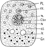 Cell Structure, vintage illustration vector