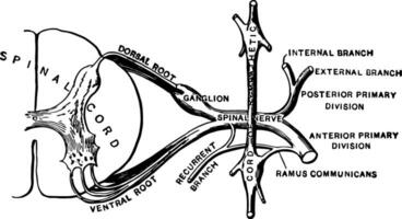 Constitution of a Spinal Nerve, vintage illustration vector