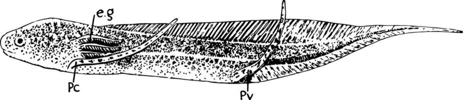africano pez pulmonado larva, Clásico ilustración. vector