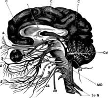 Brain and Cranial Nerves, vintage illustration vector