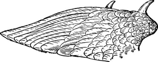 Wing of Kamichi or Crested Screamer, vintage illustration. vector