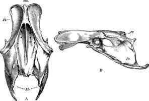 pelvis de un pájaro, Clásico ilustración. vector