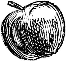 manzana Clásico ilustración. vector