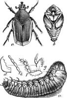 Allorhina, vintage illustration. vector