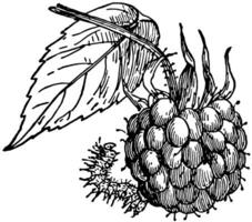 Raspberry Spanworm, vintage illustration. vector