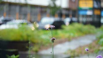 The beautiful flowers blooming in the garden with the warm sunlight photo