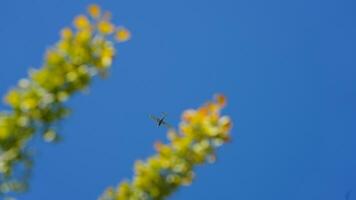 An airplane flying through the clear blue sky in the sunny day photo