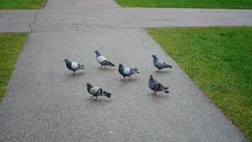 The several pigeons having a rest in the park photo