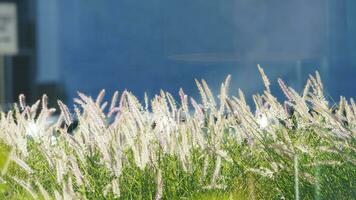 The soft reeds view with the warm morning sunlight on them photo