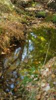 One little creak cross the autumn forest woods in the sunny day photo