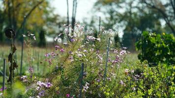 The beautiful flowers blooming in the garden with the warm sunlight photo