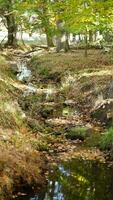 One little creak cross the autumn forest woods in the sunny day photo