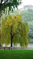 The beautiful city autumn view with the colorful trees and leaves in the rainy day photo