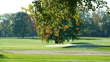 The beautiful autumn view with the colorful trees and leaves in the park photo