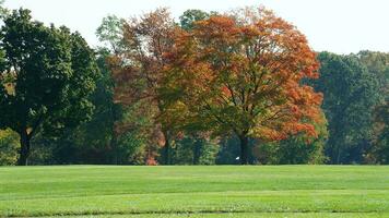 The beautiful autumn view with the colorful trees and leaves in the park photo