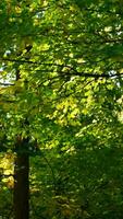 el hermosa otoño ver con el vistoso arboles y hojas en el parque foto