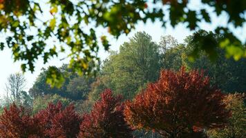 The beautiful autumn view with the colorful trees and leaves in the park photo