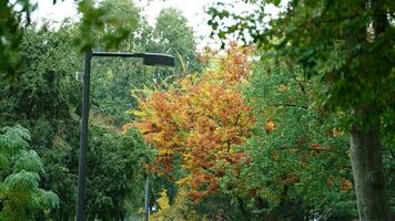 The beautiful campus autumn view with the colorful trees and leaves in the rainy day photo