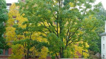 The beautiful campus autumn view with the colorful trees and leaves in the rainy day photo