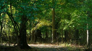 The beautiful autumn view with the colorful trees and leaves in the park photo