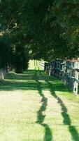 The wood fence view with the green meadow and colorful trees as background in autumn photo