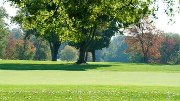 The beautiful autumn view with the colorful trees and leaves in the park photo