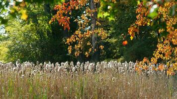 The beautiful autumn view with the colorful trees and leaves in the park photo