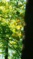 el hermosa otoño ver con el vistoso arboles y hojas en el parque foto