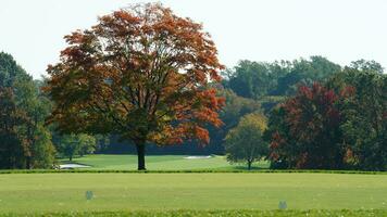 The beautiful autumn view with the colorful trees and leaves in the park photo