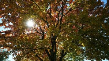 The beautiful autumn view with the colorful trees and leaves in the park photo
