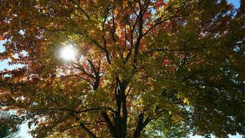 el hermosa otoño ver con el vistoso arboles y hojas en el parque foto