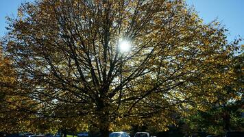 The beautiful autumn view with the colorful trees and leaves in the park photo