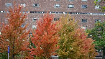 The beautiful campus autumn view with the colorful trees and leaves in the rainy day photo