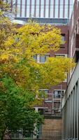 The beautiful campus autumn view with the colorful trees and leaves in the rainy day photo