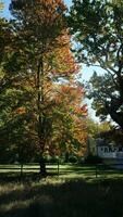 The beautiful autumn view with the colorful trees and leaves in the park photo