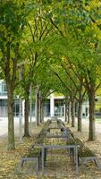 The beautiful campus autumn view with the colorful trees and leaves in the rainy day photo