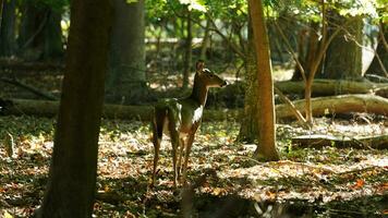 One alert deer watching at me in the forest photo