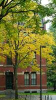 The beautiful campus autumn view with the colorful trees and leaves in the rainy day photo